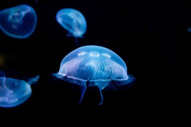 jellyfish, medusa clipart