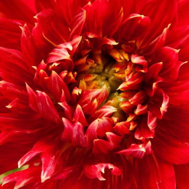 kırmızı yıldız çiçeği