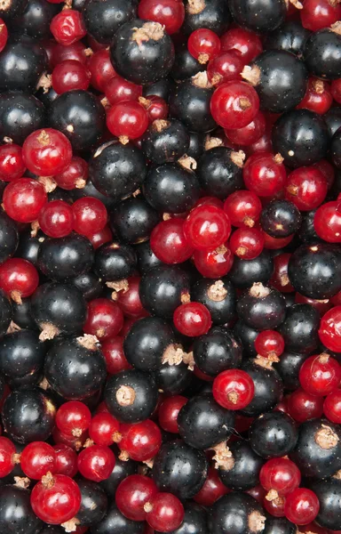 Redcurrant and  blackcurrant — Stock Photo, Image