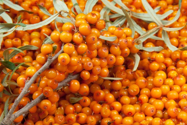 Sea-buckthorn — Stock fotografie