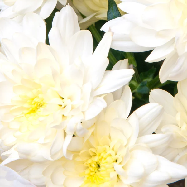 Chrysanthemen — Stockfoto