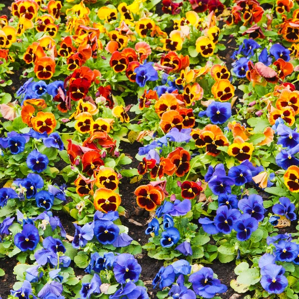 Flores — Foto de Stock