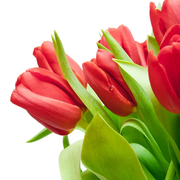 Tulips — Stock Photo, Image