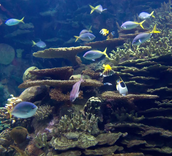Onderzeese wereld — Stockfoto