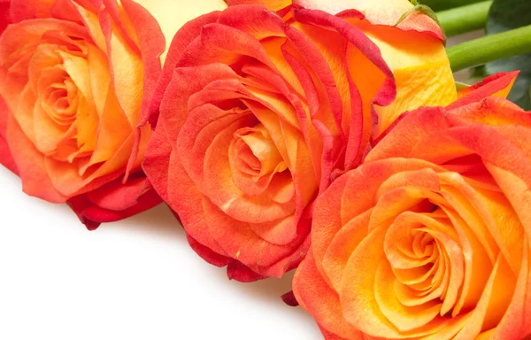 Roses — Stock Photo, Image