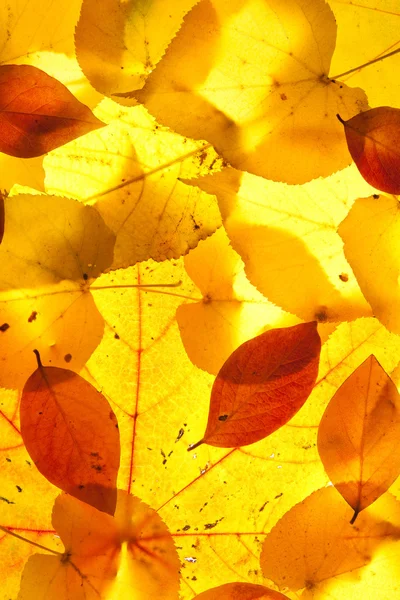 Yellow and red leaves — Stock Photo, Image