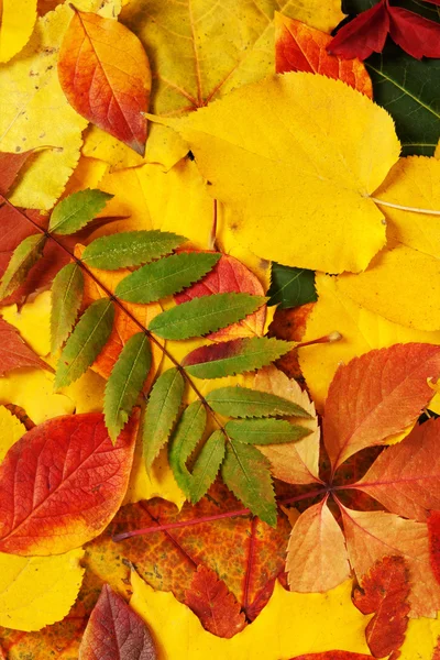 Geel en rood blad — Stockfoto