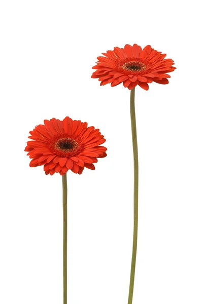 Twee daisy — Stockfoto