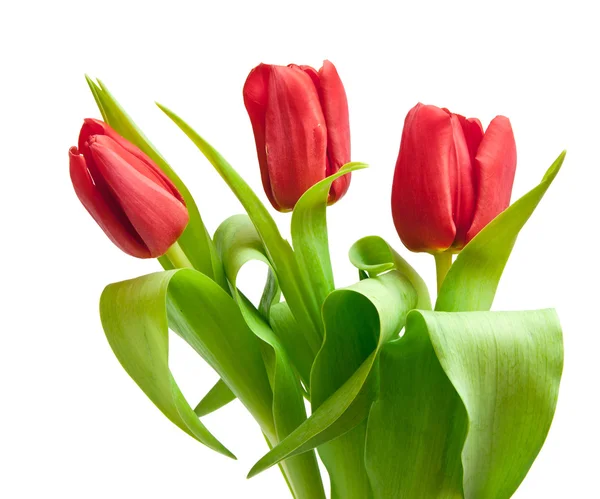 Tulips — Stock Photo, Image