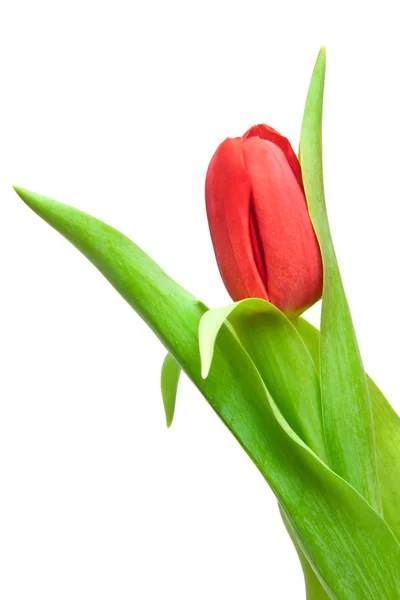 Tulipano rosso — Foto Stock