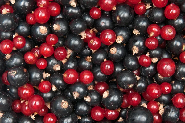 Redcurrant and  blackcurrant — Stock Photo, Image