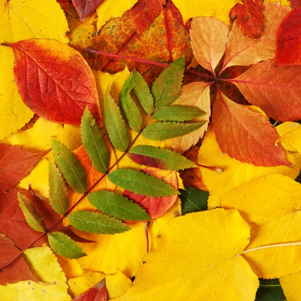 Желтые и красные листья — стоковое фото