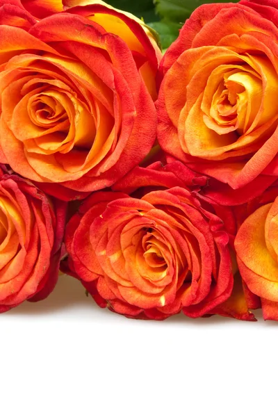 Roses — Stock Photo, Image