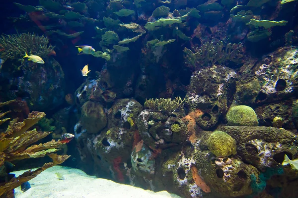 Undervattensvärlden — Stockfoto