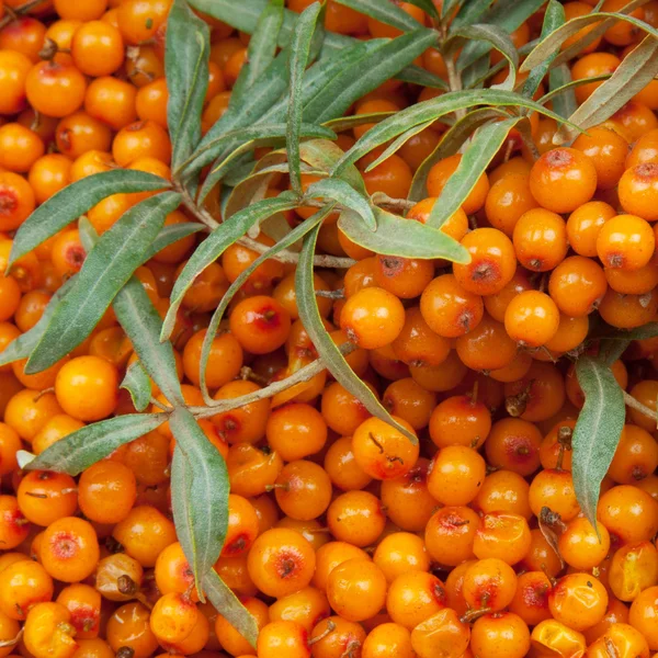 Sea-buckthorn — Stock Photo, Image