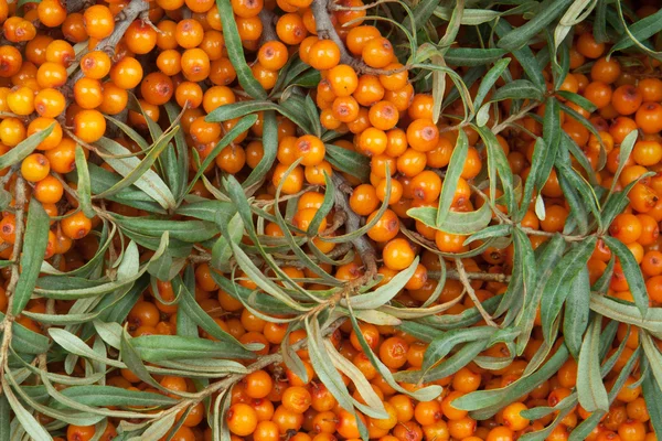 Sea-buckthorn — Stock fotografie