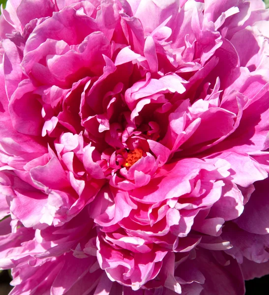 Peony — Stock Photo, Image