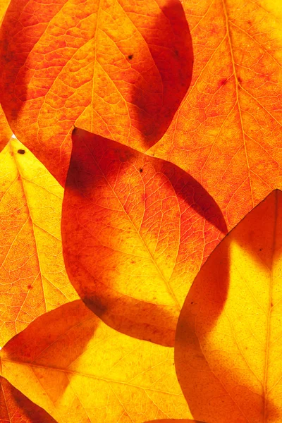 Foglie gialle e rosse — Foto Stock