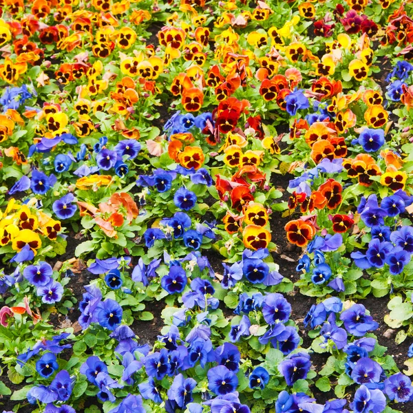 Flores — Fotografia de Stock