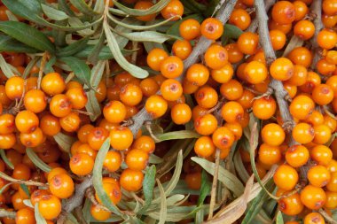 Deniz topalak, arka plan