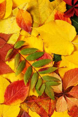 Sarı ve kırmızı yapraklar