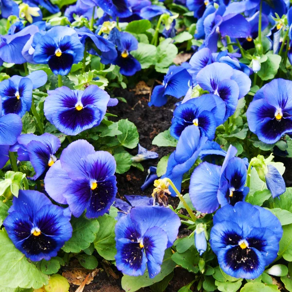 Viola tricolor pansy, lecho de flores — Foto de Stock