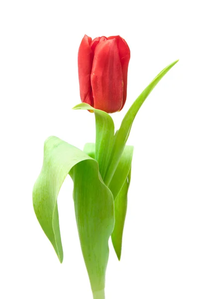 Один красный тюльпан изолирован на белом — стоковое фото
