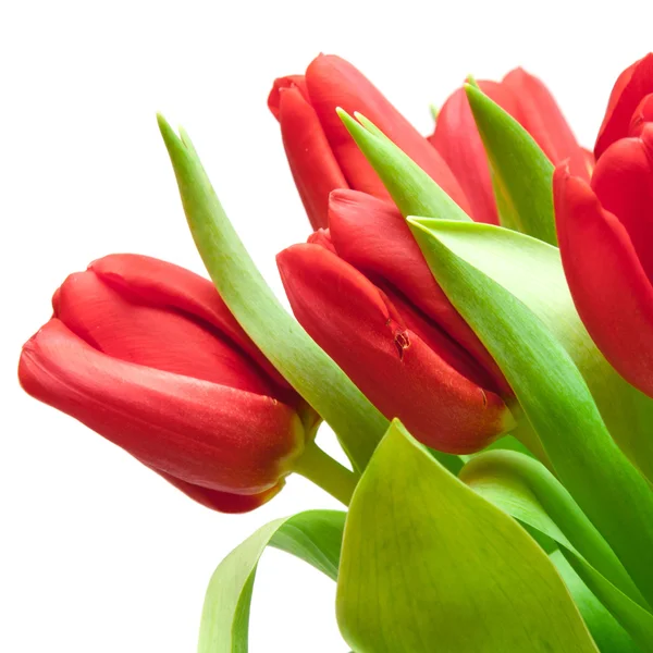 Červené tulipány izolované na bílém — Stock fotografie