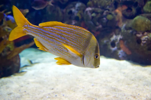 Undersea world undersea world — Stock Photo, Image