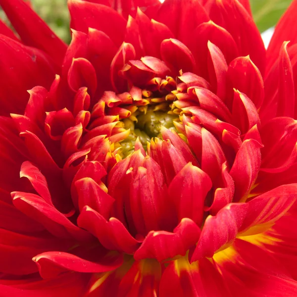 Red dahlia background — Stock Photo, Image