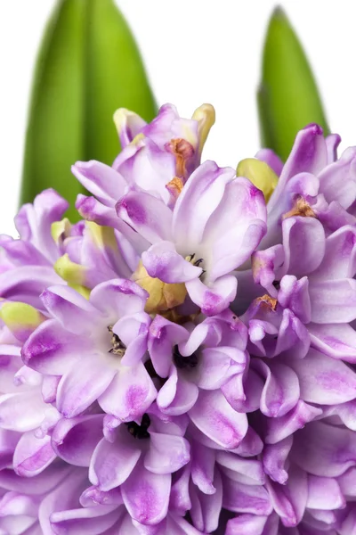 Hyacint geïsoleerd op wit — Stockfoto