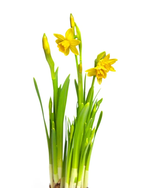 Narcissus beyaz üzerine izole — Stok fotoğraf