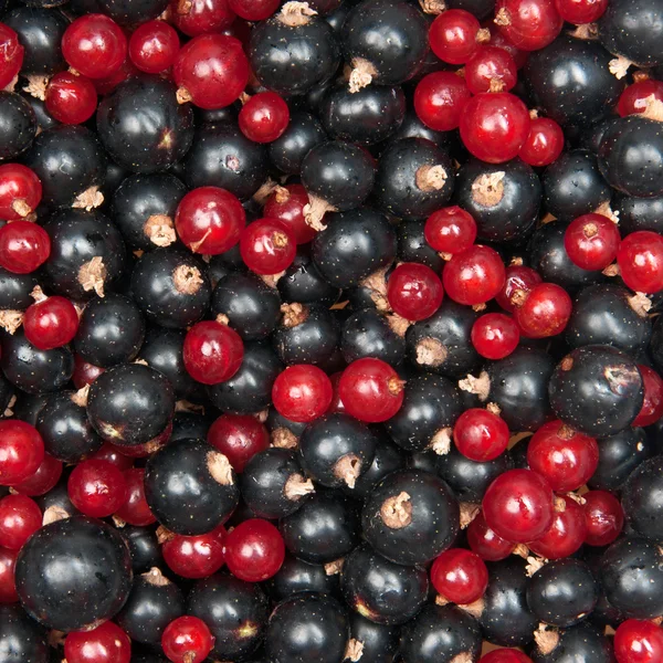 Mix of redcurrant and  blackcurrant — Stock Photo, Image