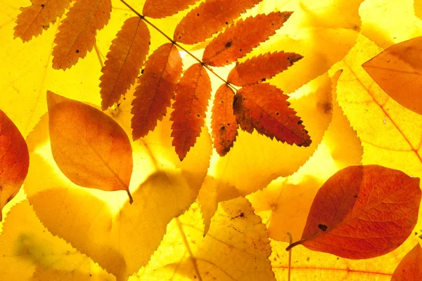 Yellow and red leaves background — Stock Photo, Image