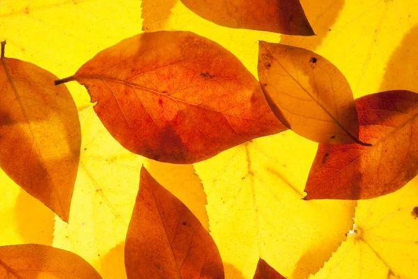 Yellow and red leaves background — Stockfoto