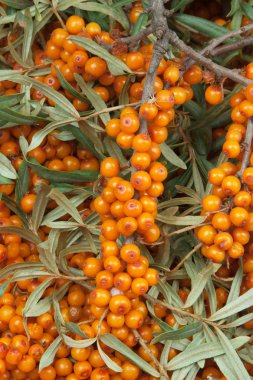 yeşil dallı turuncu deniz dikenli