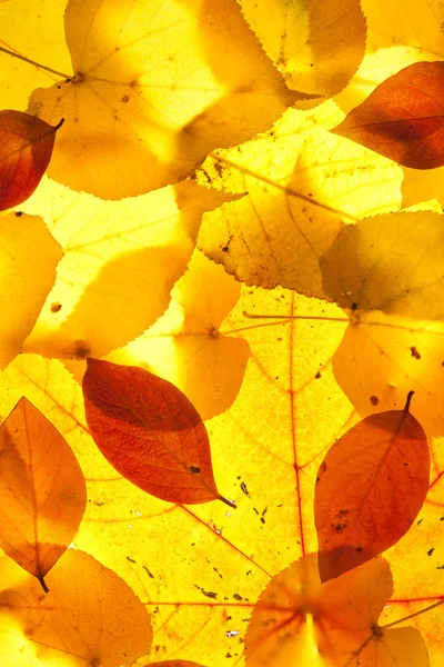 黄色和红色叶子 — 图库照片