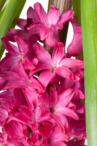 Hyacinth background, pink — Stock Photo, Image