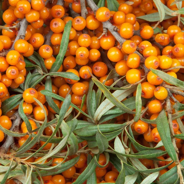 Oranje duindoorn met groene twijg — Stockfoto