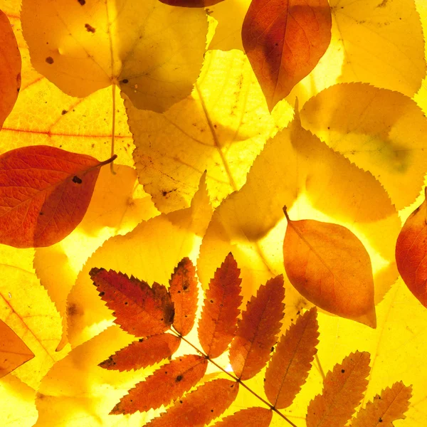 Gula och röda blad — Stockfoto