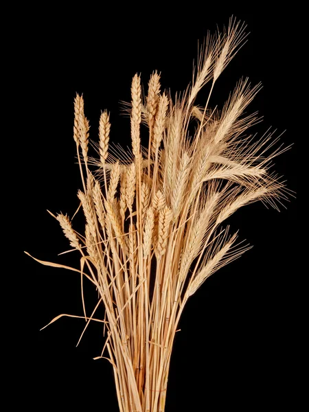 Bir Tutam Buğday Çavdar — Stok fotoğraf