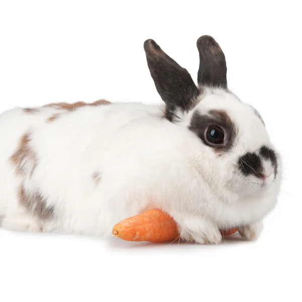 Conejo Blanco Con Manchas Matraz — Foto de Stock