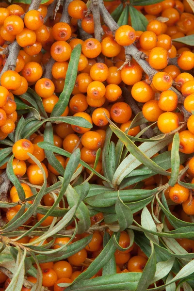 Oranje Duindoorn Met Groene Twijg — Stockfoto