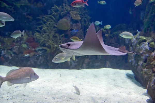 Stingray Raio Água — Fotografia de Stock