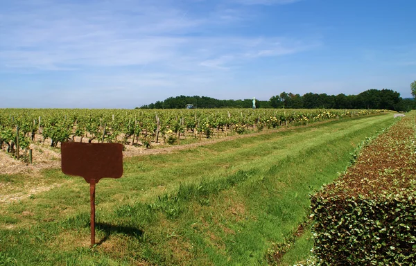 Vineyard Grape Nobody Blue Sky — Stock Photo, Image