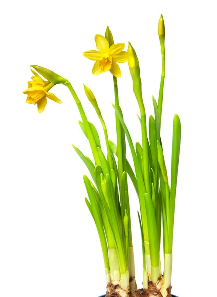 Narcissus Beyaz Üzerine Izole — Stok fotoğraf