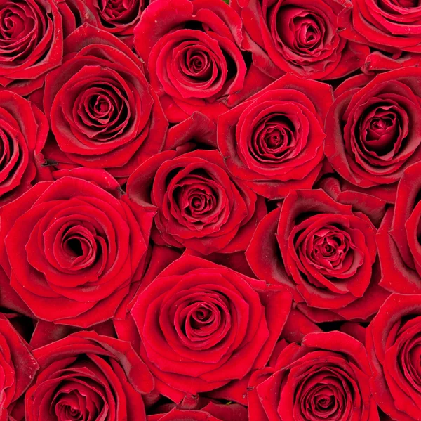 Πολλά Όμορφα Κόκκινα Τριαντάφυλλα — Φωτογραφία Αρχείου