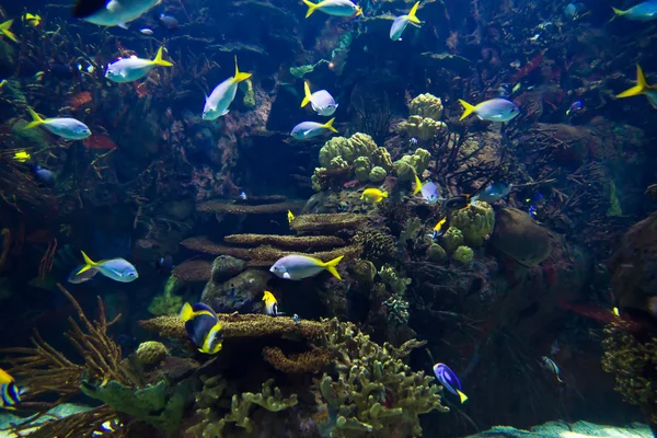 Viele Fische Großen Aquarium — Stockfoto