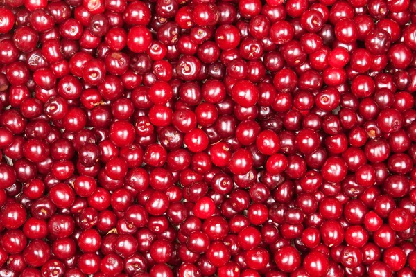 Beaucoup Cerises Rouges — Photo