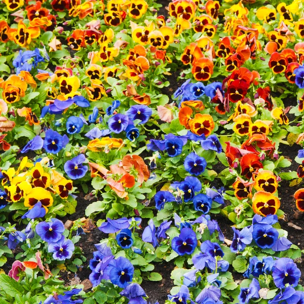 Alto Tricolore Panse Parterre Fleurs — Photo